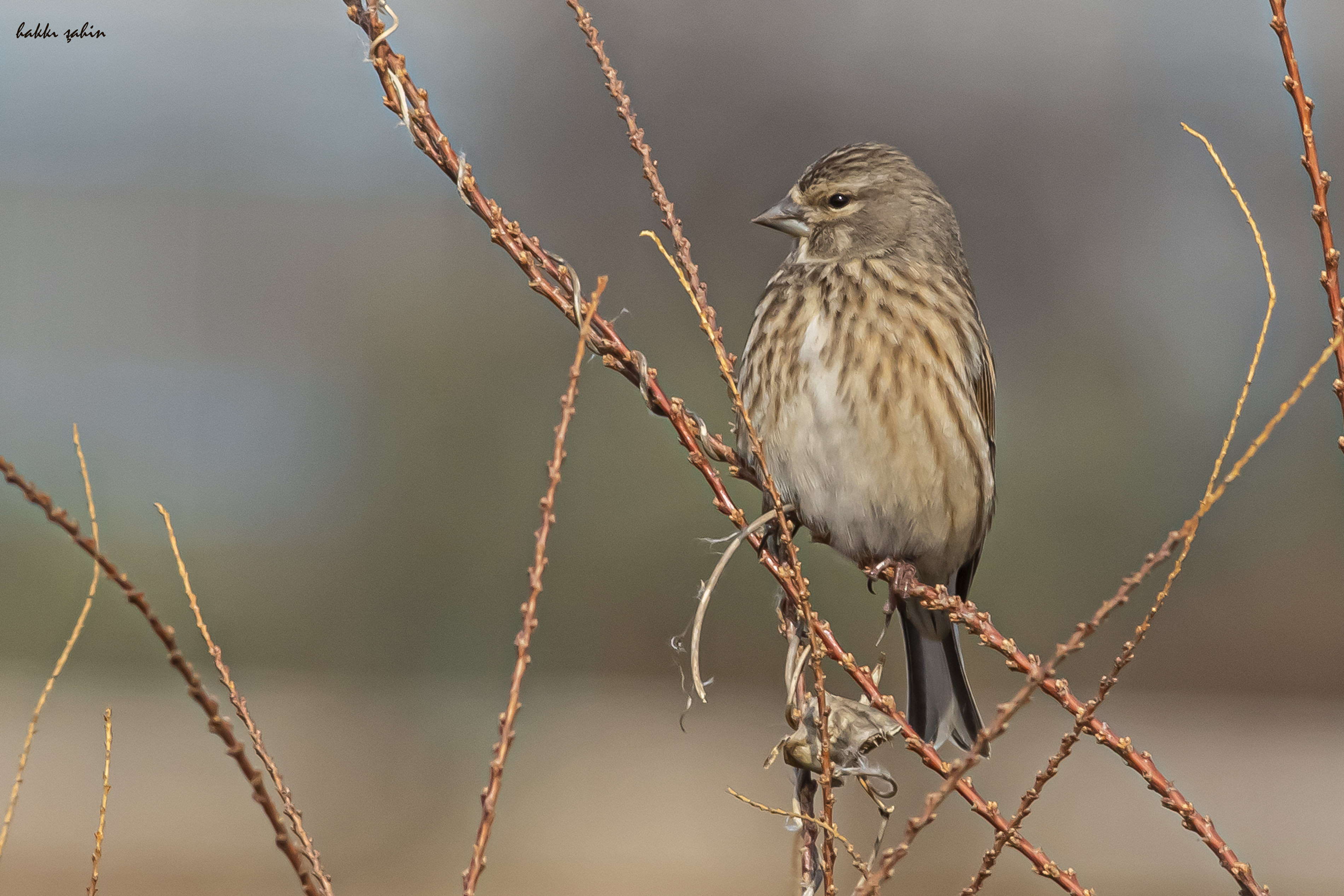 Eurasian Linnet